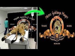 The lion habitat is the lions that were used in the mgm casino las vegas. 5 True Stories Behind Hollywood Studio Logos Unbelievable Facts Behind Hollywood Famous Logos Youtube
