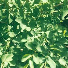 Image result for Margaritaria discoidea