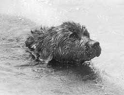 Pin On Horses Animals