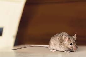 Almost all mice problems require the use of an integrated pest management program (ipm) approach. How To Get Rid Of Mice In Your House According To Pest Experts