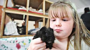 Guinea pigs steal the show