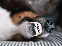 Muss ich meinem hund die zähne putzen? Kaustangen Hund Zahnpflege Welche Sind Die Besten