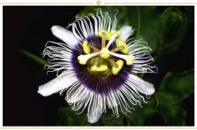 I would have to go with the anemone. 15 Mexican Flowers Symbolism And Where To Find Them Proflowers Blog