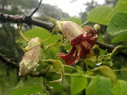 Image result for Markhamia zanzibarica