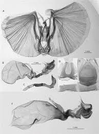 Image result for Basananthe apetala