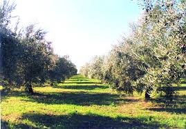 Olive Trees Olive Tree Tree Plants