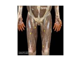 Solved Identify The Muscles Of The Thigh A Name Of Mus Chegg Com
