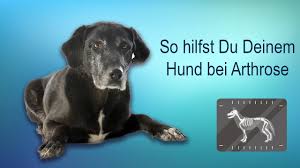 Aber auch vor den vierbeinigen freunden macht der plagende gelenkverschleiß nicht halt. á… Arthrose Bei Hunden Arthrose Hund De
