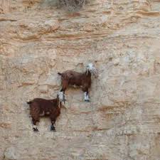 Flying Goats Cabras Montesas Goats Funny Goat Picture Goats