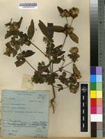 Image result for Aspilia helianthoides