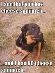 I See You Have A Cheese Sandwich Funny Animal Memes Funny Animals Funny Animals With Captions