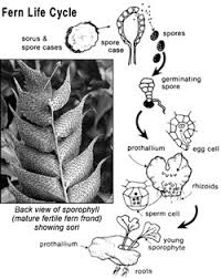 They differ from mosses and other bryophytes by being vascular, i.e. Growing Ferns Uga Cooperative Extension