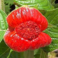 Image result for Psychotria auxopoda