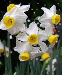 Narcissus Canaliculatus Circa 1915 This Multi Flowering Scented Miniature Has A Slightly Reflexed White P Bulb Flowers Daffodil Bulbs Spring Flowering Bulbs