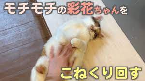 モチモチの彩花ちゃんをこねくり回す | ネコリパブリック｜日本の猫の殺処分をゼロに！