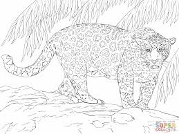 Little cute baby jaguar on the stone. Great Jaguar Coloring Online Super Coloring Animal Coloring Pages Super Coloring Pages Animal Coloring