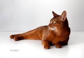 Where to find abyssinian kittens for sale? Pellburn Abyssinian Cat Kitten Breeder Fredericton New Brunswick