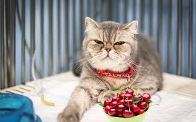 Watermelon/cantaloupe/honeydew (no seeds!) peeled apples. Should You Give Your Cat Cherries To Eat Proof Study