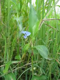 Image result for Commelina diffusa