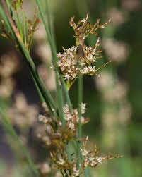 Image result for Juncus exsertus