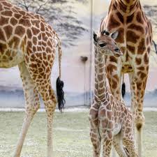 Maybe you would like to learn more about one of these? Zoo De La Fleche Une Saison En Indonesie Debarque Sur France 4