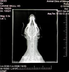 The top red arrow points to the aorta. Diagnostic Imaging With X Ray Mri And Ct Animal Clinic Of Billings