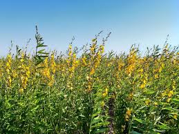 Image result for Crotalaria comosa