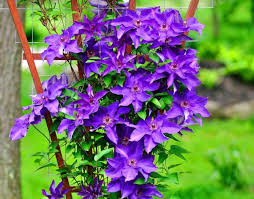 Maybe you would like to learn more about one of these? Care For Clematis In The Fall And Preparing It For The Winter Proper Feeding And Pruning Clematis Autumn