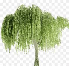 Weeping trees tend to be lovely cultivars that work well as specimen trees and focal points in the landscape. Weeping Willow Weeping Tree Plant Leaf Tree 3d Computer Graphics Branch Root Png Pngwing