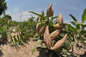 Persnickety Texas Milkweeds May Not Lend Themselves To Mass Seed Production Texas Butterfly Ranch