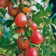 Groseillier A Maquereaux Uva Crispa Xenia Rafzuera Petit Fruit Figuier Plante Grimpante
