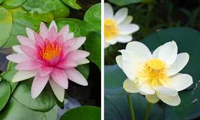 Image result for Lotus