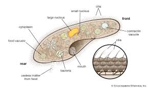 Plant cells are more similar in size and are typically rectangular or cube shaped. Cilium Definition Function Facts Britannica