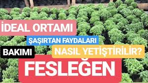 Haberimizde fesleğen çiçeği ile ilgili merak edilen soruların cevaplarını derledik. Saksi Da Feslegen Reyhan Yetistirmek Feslegen Nasil Yetistirilir Sasirtan Faydalari Nelerdir Youtube