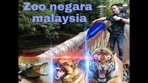 Ufficialmente inaugurato il 14 novembre 1963, è gestito da una organizzazione. Zoo Negara Ampang Destimap Destinations On Map