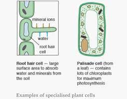 Since the 1980s, 3d printing has been used to build everything from car parts and hearing aids to houses and shoes. Specialised Plant Cells Cells Worksheet Animal Cells Worksheet Plant Cell
