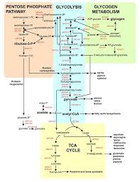 Cellular Respiration Diagram With Carbohydrates Lipids And