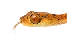 Image result for Imantodes chocoensis