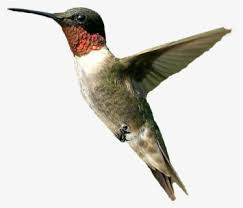 Google feud is a game played by markiplier. Hummingbird Clip Art Do Birds Google Feud Answers Free Transparent Clipart Clipartkey