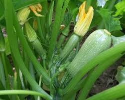 Maybe you would like to learn more about one of these? Grey Tender Grey Zucchini Growing Vegetables Garden Seeds Organic Seeds
