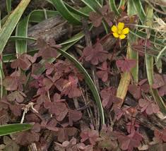 Image result for Oxalis corniculata