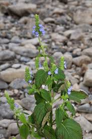 Image result for Haumaniastrum glabrifolium