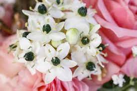 Ornithogalum arabic floral wedding bouquets. Arabian Star Flower Ornithogalum Arabicum And Pink Ranunculus In Wedding Bouquet Stock Photo Adobe Stock