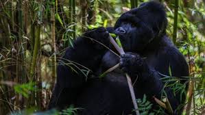 Hutan hujan tropika di malaysia boleh dibahagikan kepada dua kelas iaitu hutan campuran dan hutan dominan tunggal. 7 Flora Dan Fauna Terbesar Di Dunia Sangat Unik Lho