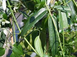 Großte auswahl an immergrüne kletterpflanzen wie clematis & efeu ✓ tiefpreisgarantie ✓. Immergrune Waldrebe Clematis Armandii Baumschule Horstmann