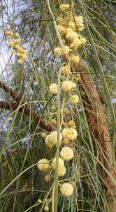 Acacia Stenophylla Shoestring Acacia Ornamental Trees African Plants Magical Garden