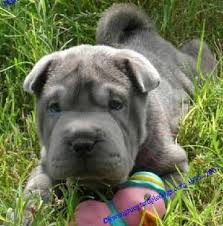 I Want A Gray Shar Pei Dog Lovers Furry Friend Chinese Shar Pei