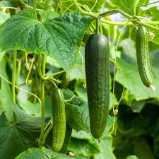 Image result for Cucumis