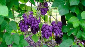 Image result for Mucuna