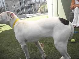 Check spelling or type a new query. Adopted Submissive Sensitive Gentle Lab Dalmation Mix At East Valley Shelter Youtube